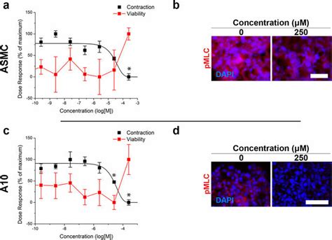 Effects Of Blebbistatin On Vascular Smooth Muscle Ring Contraction