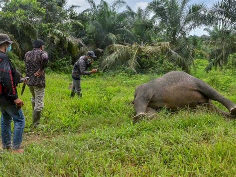 Fakta Gajah Mati Dibunuh Di Aceh Kepalanya Dipotong Gadingnya