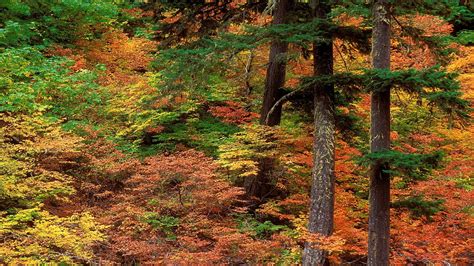 Landscape Forest River Valley Pine Trees Wilderness Stream Tree Autumn Leaf Season