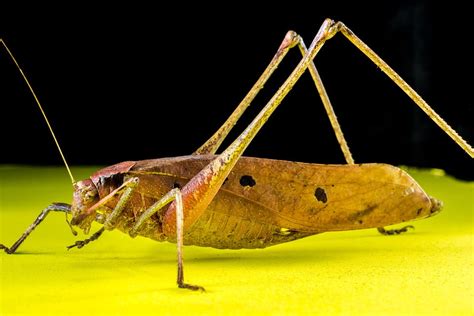 Scare Grasshopper Close Viridissima Chitin Insect 12 Inch By 18 Inch Laminated Poster With