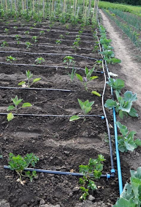 Drip Irrigation System when Growing Vegetables in the Open Ground Stock ...