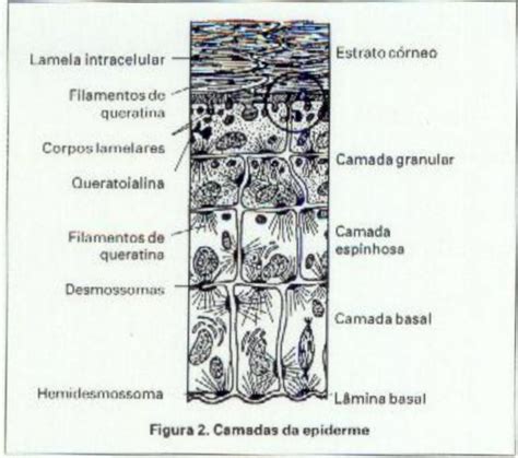 Cosmetoguia Fisiologia Da Pele