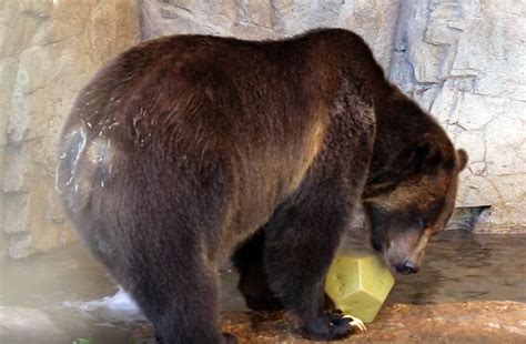 Grizzly Bear Foraging Reid Park Zoo