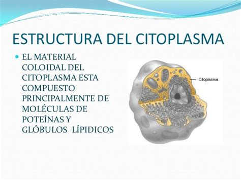 Citoplasma