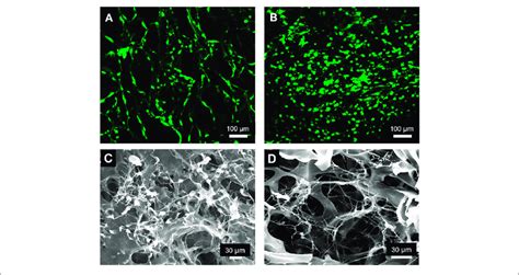 Fibronectin Coated Collagen Scaffolds Support Long Term Cell