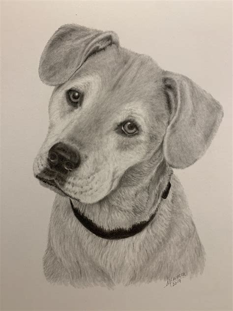 Tucker, graphite drawing | Graphite drawings, Drawings, Labrador retriever