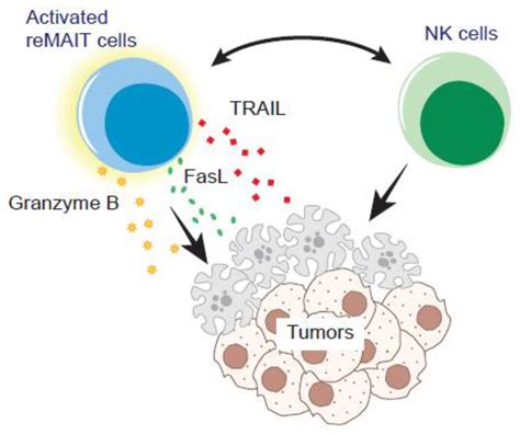 Biomedicines Free Full Text Harnessing The Power Of Mucosal