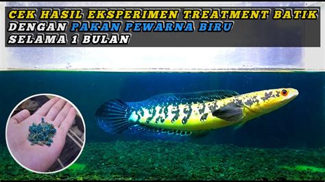 Hasil Eksperimen Treatment Batik Pada Ikan Channa Maru Dengan Pakan