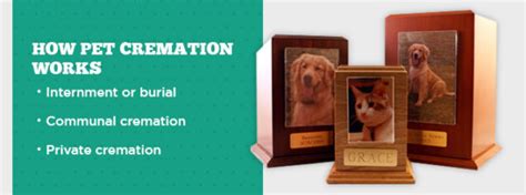 Guide to Pet Cremation | How it Works & What To Expect | Agape