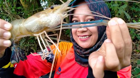 Cara Mancing Udang Galah Sungai Batang Hari Mancing Si Capit Biru