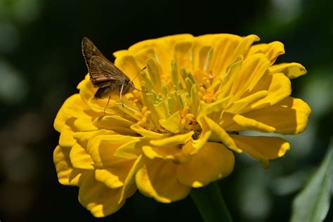 Flor Borboleta Insetos Foto Gratuita No Pixabay Pixabay