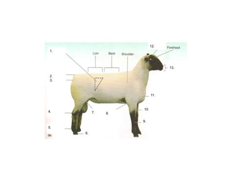 Layman's Anatomy: Ovine Quiz