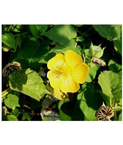 Atibala Abutilon Indicum Medicinal Plants Beauty