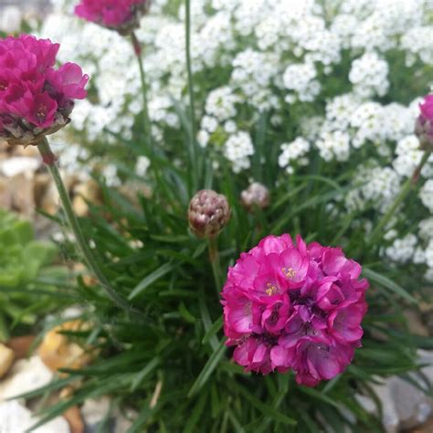 Armeria Maritima Armada Rose Thrift Armada Rose In Gardentags