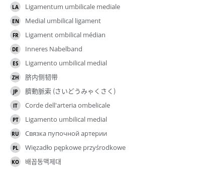 Medial umbilical ligament - e-Anatomy - IMAIOS