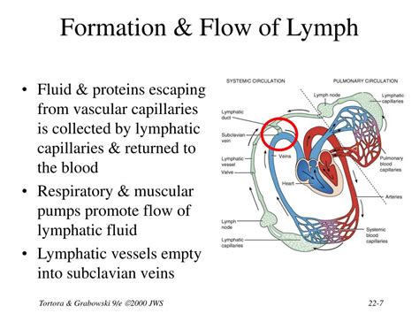 Ppt Chapter 22 The Lymphatic System Powerpoint Presentation Free