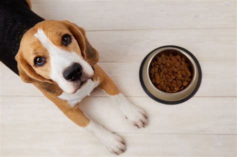 New research debunks link between grain-free dog food and DCM | Pet ...