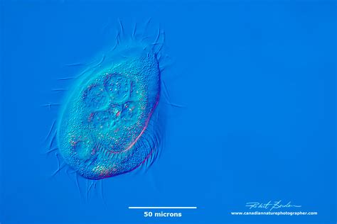 Photographing Ciliates - The Canadian Nature Photographer