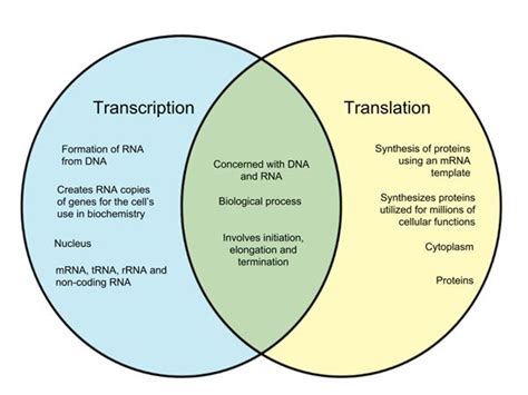 Dna And Rna Venn Diagram