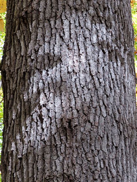 Black Oak (Quercus velutina)