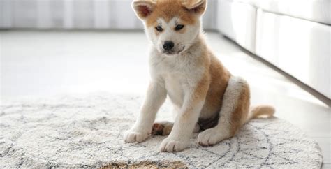 8 Best Carpet Cleaners for Pets 2023 - Top Cleaners and Vacuums