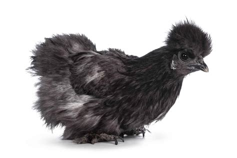 Black Silkie Chicken Breed Profile Facts And Pictures