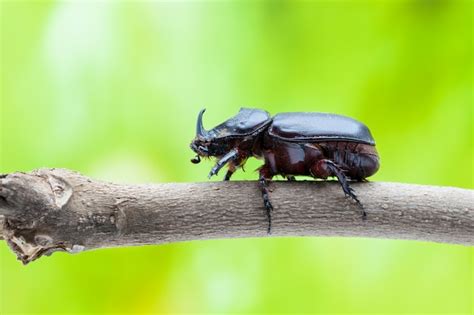 Premium Photo | Rhinoceros beetle