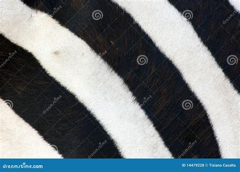 Zebra Stripes Royalty-Free Stock Photo | CartoonDealer.com #7502223