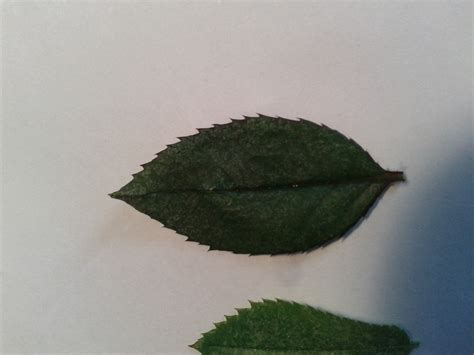 plant health - White spots on rose leaves - Gardening & Landscaping
