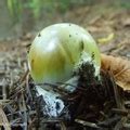 Muchomor Zielonawy Amanita Phalloides Atlas Nagrzyby Pl