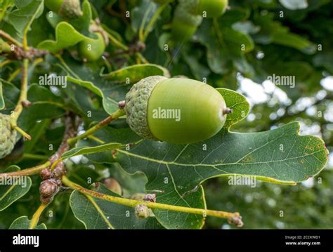 English Oak Quercus Robur Twig With Acorns And Leaves Bernried