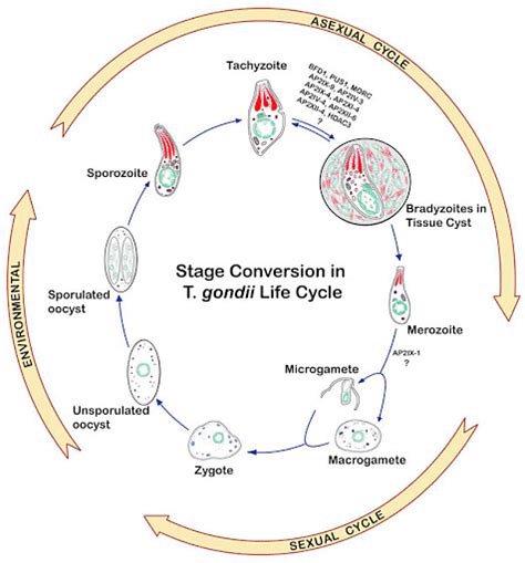 Toxoplasmosis Life Cycle Causes And Diagnosis