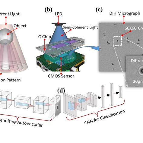 Schematic Of The Dih Microscope Setup And The Proposed Neural Network