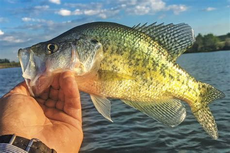 Crappie Fish: Tips, Habitat, Life Cycle, and More - FishOnTips