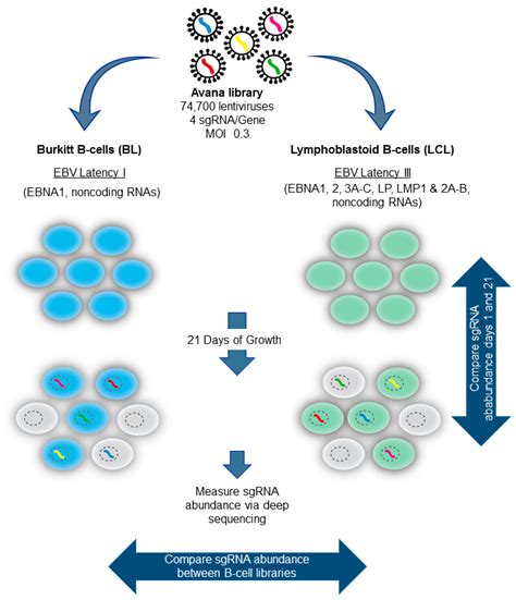 Viruses Free Full Text Crisprcas9 Genetic Analysis Of Virushost