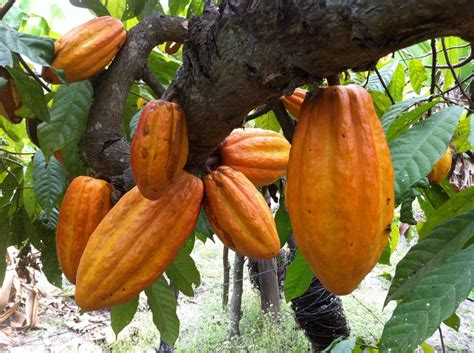 El Origen Del Cacao The Gourmet Journal