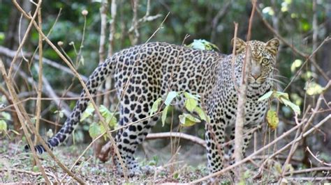 Marsabit National Park | Kenya Wildlife Safari Destinations