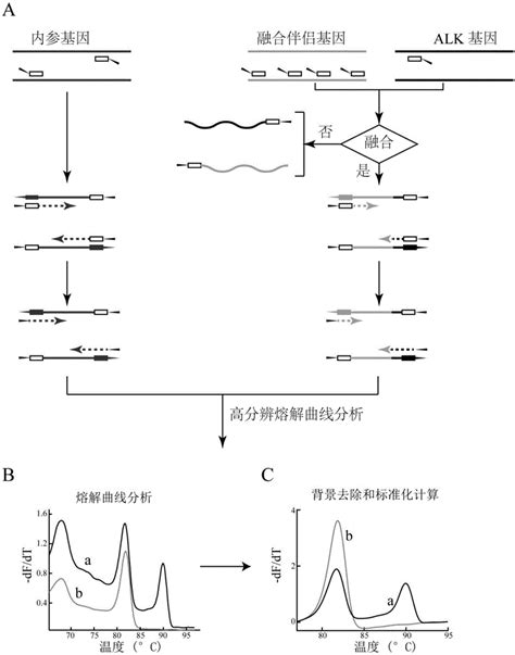 基于夹心法高分辨熔解曲线分析的alk融合基因检测及分型试剂盒的制作方法