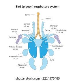 191 Respiratory System Birds Images, Stock Photos, 3D objects, & Vectors | Shutterstock