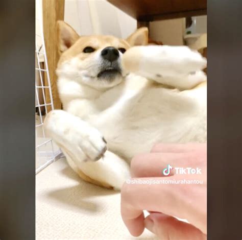 「なんだ？もう終わりか？」モフる手が止まるとゆっくりと起き上がってこの顔である【柴犬動画】 柴犬ライフ [shiba Inu Life]