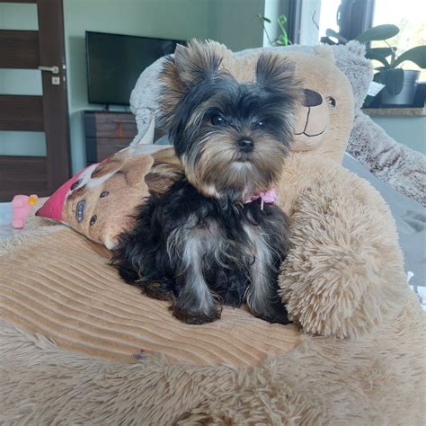 Mini Suczka Yorkshire Terrier Z Rodowodem Borcz Olx Pl