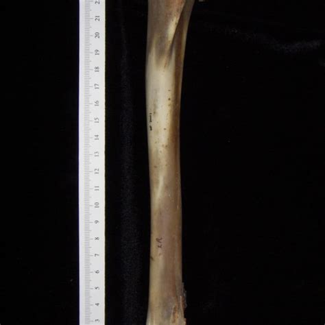 White Tailed Deer Odocoileus Virginianus Left Tibia Proximal