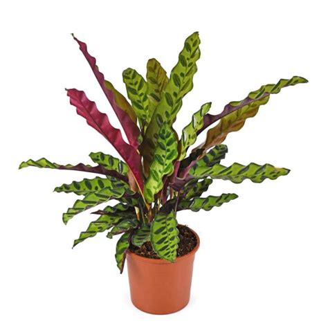 Rattlesnake Plant Care Guide How To Grow A Calathea Lancifolia