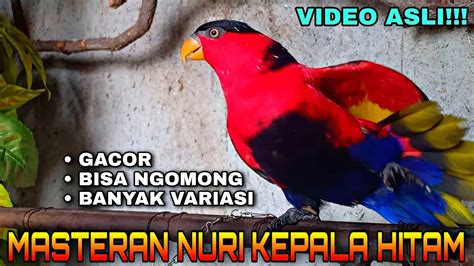 Masteran Burung Nuri Kepala Hitam Gacor Isian Paling Komplit Youtube