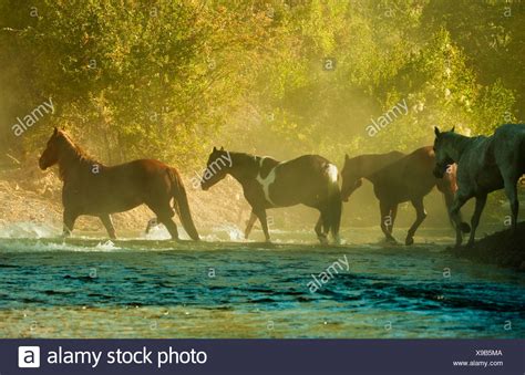 Wild Horses Galloping Stock Photos & Wild Horses Galloping Stock Images - Alamy