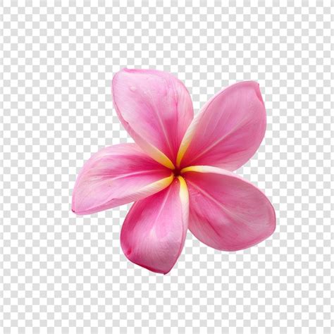 Premium Psd Plumeria Flower Isolated On A Transparent Background