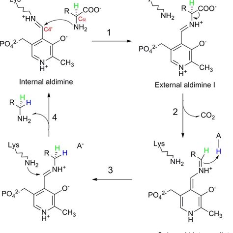 Proposed Reaction Mechanism Of Aadcs The Proton Donor For Step Is