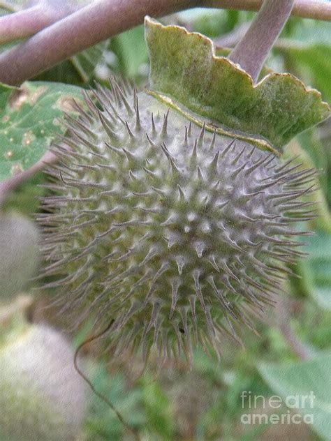 Moon Flower Seed Pod Photograph By Sara Raber Pixels