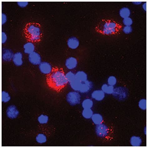 Human IL 6 Antibody R D Systems 100μg Unlabeled Fisher Scientific