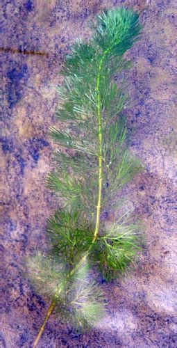 Carolina Fanwort Submerged And Floating Aquatic Plants Of Louisiana · Inaturalist